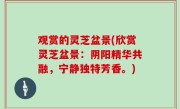 观赏的灵芝盆景(欣赏灵芝盆景：阴阳精华共融，宁静独特芳香。)