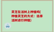 灵芝在活树上种植吗(种植灵芝的方式：选择活树进行种植)