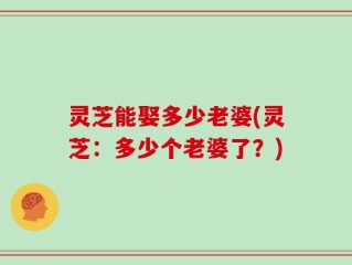 灵芝能娶多少老婆(灵芝：多少个老婆了？)