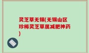 灵芝草无锡(无锡山区珍稀灵芝草属减肥神药)
