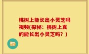桃树上能长出小灵芝吗视频(探秘：桃树上真的能长出小灵芝吗？)