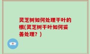 灵芝树如何处理干叶的根(灵芝树干叶如何妥善处理？)