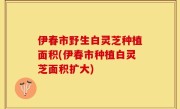 伊春市野生白灵芝种植面积(伊春市种植白灵芝面积扩大)