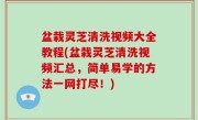 盆栽灵芝清洗视频大全教程(盆栽灵芝清洗视频汇总，简单易学的方法一网打尽！)