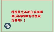 种植灵芝基地在滨海哪里(滨海哪里有种植灵芝基地？)