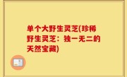 单个大野生灵芝(珍稀野生灵芝：独一无二的天然宝藏)