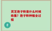 灵芝孢子粉是什么时候收集？孢子粉种植全过程