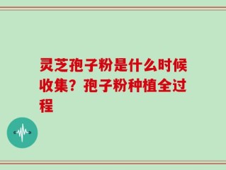 灵芝孢子粉是什么时候收集？孢子粉种植全过程