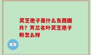 灵芝孢子是什么东西图片？芳兰名叶灵芝孢子粉怎么样