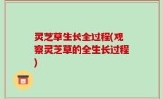 灵芝草生长全过程(观察灵芝草的全生长过程)
