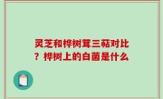 灵芝和桦树茸三萜对比？桦树上的白菌是什么
