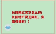 长阳网红灵芝怎么样(长阳特产灵芝网红，你值得拥有！)