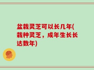 盆栽灵芝可以长几年(栽种灵芝，成年生长长达数年)