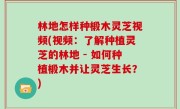 林地怎样种椴木灵芝视频(视频：了解种植灵芝的林地 - 如何种植椴木并让灵芝生长？)