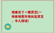 地里长了一棵灵芝(一块田地意外地长出灵芝，令人惊讶)