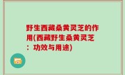 野生西藏桑黄灵芝的作用(西藏野生桑黄灵芝：功效与用途)