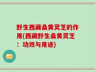 野生西藏桑黄灵芝的作用(西藏野生桑黄灵芝：功效与用途)