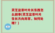 灵芝盆景叶片长东西怎么回事(灵芝盆景叶片生长方向异常，如何处理？)