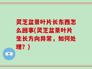 灵芝盆景叶片长东西怎么回事(灵芝盆景叶片生长方向异常，如何处理？)