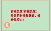 有根灵芝(有根灵芝：珍贵药材修复肝脏，提升免疫力)
