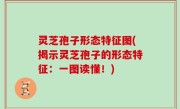 灵芝孢子形态特征图(揭示灵芝孢子的形态特征：一图读懂！)