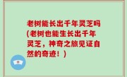 老树能长出千年灵芝吗(老树也能生长出千年灵芝，神奇之旅见证自然的奇迹！)