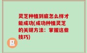 灵芝种植到底怎么样才能成功(成功种植灵芝的关键方法：掌握这些技巧)