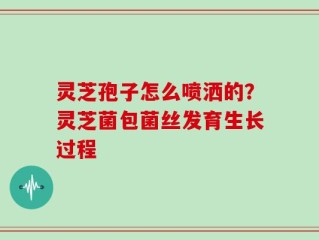 灵芝孢子怎么喷洒的？灵芝菌包菌丝发育生长过程
