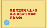黑色灵芝照片大全大图高清(黑色灵芝高清照片集大全)
