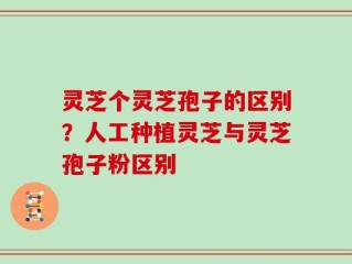 灵芝个灵芝孢子的区别？人工种植灵芝与灵芝孢子粉区别