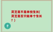 灵芝是不是单枝生长(灵芝是否只能单个生长？)