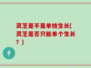 灵芝是不是单枝生长(灵芝是否只能单个生长？)