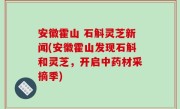 安徽霍山 石斛灵芝新闻(安徽霍山发现石斛和灵芝，开启中药材采摘季)