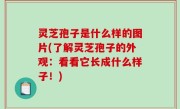灵芝孢子是什么样的图片(了解灵芝孢子的外观：看看它长成什么样子！)