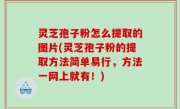 灵芝孢子粉怎么提取的图片(灵芝孢子粉的提取方法简单易行，方法一网上就有！)