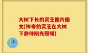 大树下长的灵芝图片图文(神奇的灵芝在大树下静待阳光照耀)