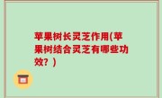 苹果树长灵芝作用(苹果树结合灵芝有哪些功效？)