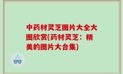 中药材灵芝图片大全大图欣赏(药材灵芝：精美的图片大合集)