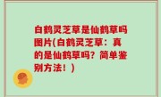 白鹤灵芝草是仙鹤草吗图片(白鹤灵芝草：真的是仙鹤草吗？简单鉴别方法！)
