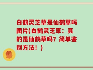 白鹤灵芝草是仙鹤草吗图片(白鹤灵芝草：真的是仙鹤草吗？简单鉴别方法！)