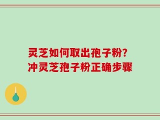 灵芝如何取出孢子粉？冲灵芝孢子粉正确步骤