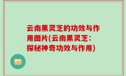 云南黑灵芝的功效与作用图片(云南黑灵芝：探秘神奇功效与作用)