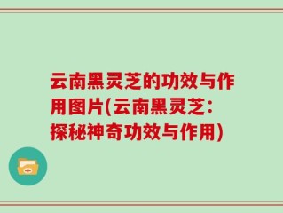 云南黑灵芝的功效与作用图片(云南黑灵芝：探秘神奇功效与作用)