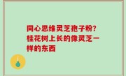 同心思维灵芝孢子粉？桂花树上长的像灵芝一样的东西