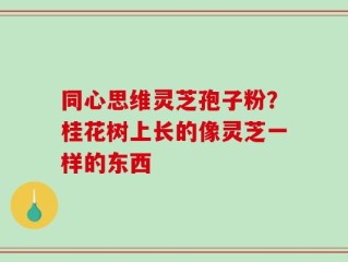 同心思维灵芝孢子粉？桂花树上长的像灵芝一样的东西