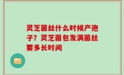 灵芝菌丝什么时候产孢子？灵芝菌包发满菌丝要多长时间