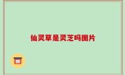 仙灵草是灵芝吗图片