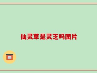 仙灵草是灵芝吗图片