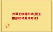 养灵芝根部松动(灵芝根部松动处理方法)