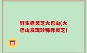 野生赤灵芝大巴山(大巴山发现珍稀赤灵芝)